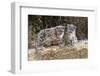 Two, three month Snow leopard cubs siting, France. Captive-Eric Baccega-Framed Photographic Print