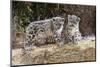 Two, three month Snow leopard cubs siting, France. Captive-Eric Baccega-Mounted Photographic Print