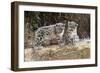 Two, three month Snow leopard cubs siting, France. Captive-Eric Baccega-Framed Photographic Print