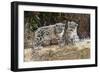 Two, three month Snow leopard cubs siting, France. Captive-Eric Baccega-Framed Photographic Print