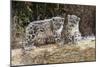 Two, three month Snow leopard cubs siting, France. Captive-Eric Baccega-Mounted Photographic Print