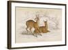 Two Tibetan Musk Deer-null-Framed Art Print