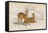 Two Tibetan Musk Deer-null-Framed Stretched Canvas