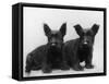 Two Timid Looking Black Scottie Puppies-Thomas Fall-Framed Stretched Canvas