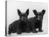 Two Timid Looking Black Scottie Puppies-Thomas Fall-Stretched Canvas