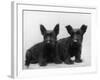 Two Timid Looking Black Scottie Puppies-Thomas Fall-Framed Photographic Print