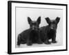 Two Timid Looking Black Scottie Puppies-Thomas Fall-Framed Photographic Print