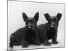 Two Timid Looking Black Scottie Puppies-Thomas Fall-Mounted Photographic Print