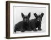 Two Timid Looking Black Scottie Puppies-Thomas Fall-Framed Photographic Print