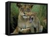 Two to Three Month Old Lion Cub with Lioness (Panthera Leo), Kruger National Park, South Africa-Steve & Ann Toon-Framed Stretched Canvas