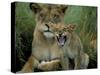 Two to Three Month Old Lion Cub with Lioness (Panthera Leo), Kruger National Park, South Africa-Steve & Ann Toon-Stretched Canvas