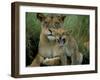 Two to Three Month Old Lion Cub with Lioness (Panthera Leo), Kruger National Park, South Africa-Steve & Ann Toon-Framed Photographic Print