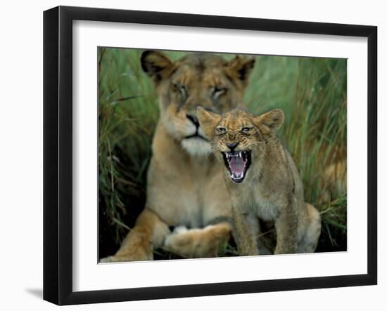 Two to Three Month Old Lion Cub with Lioness (Panthera Leo), Kruger National Park, South Africa-Steve & Ann Toon-Framed Photographic Print