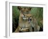 Two to Three Month Old Lion Cub with Lioness (Panthera Leo), Kruger National Park, South Africa-Steve & Ann Toon-Framed Photographic Print