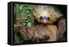 Two-Toed Sloth (Choloepus Didactylus), Tortuguero, Costa Rica-null-Framed Stretched Canvas