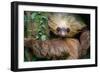 Two-Toed Sloth (Choloepus Didactylus), Tortuguero, Costa Rica-null-Framed Photographic Print