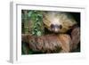 Two-Toed Sloth (Choloepus Didactylus), Tortuguero, Costa Rica-null-Framed Photographic Print