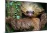 Two-Toed Sloth (Choloepus Didactylus), Tortuguero, Costa Rica-null-Mounted Photographic Print
