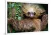 Two-Toed Sloth (Choloepus Didactylus), Tortuguero, Costa Rica-null-Framed Photographic Print