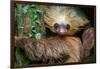 Two-Toed Sloth (Choloepus Didactylus), Tortuguero, Costa Rica-null-Framed Photographic Print