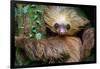 Two-Toed Sloth (Choloepus Didactylus), Tortuguero, Costa Rica-null-Framed Photographic Print