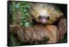 Two-Toed Sloth (Choloepus Didactylus), Tortuguero, Costa Rica-null-Framed Stretched Canvas