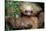 Two-Toed Sloth (Choloepus Didactylus), Tortuguero, Costa Rica-null-Stretched Canvas