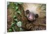 Two-Toed Sloth (Choloepus didactylus), Tortuguero, Costa Rica-null-Framed Photographic Print