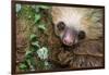 Two-Toed Sloth (Choloepus didactylus), Tortuguero, Costa Rica-null-Framed Photographic Print