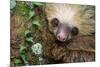 Two-Toed Sloth (Choloepus didactylus), Tortuguero, Costa Rica-null-Mounted Photographic Print