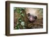 Two-Toed Sloth (Choloepus didactylus), Tortuguero, Costa Rica-null-Framed Photographic Print