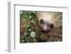 Two-Toed Sloth (Choloepus didactylus), Tortuguero, Costa Rica-null-Framed Photographic Print