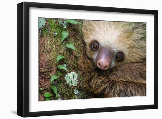 Two-Toed Sloth (Choloepus didactylus), Tortuguero, Costa Rica-null-Framed Photographic Print