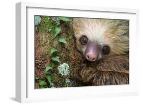 Two-Toed Sloth (Choloepus didactylus), Tortuguero, Costa Rica-null-Framed Photographic Print