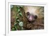 Two-Toed Sloth (Choloepus didactylus), Tortuguero, Costa Rica-null-Framed Photographic Print