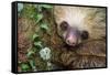 Two-Toed Sloth (Choloepus didactylus), Tortuguero, Costa Rica-null-Framed Stretched Canvas