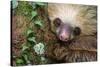 Two-Toed Sloth (Choloepus didactylus), Tortuguero, Costa Rica-null-Stretched Canvas