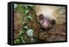 Two-Toed Sloth (Choloepus didactylus), Tortuguero, Costa Rica-null-Framed Stretched Canvas