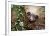 Two-Toed Sloth (Choloepus didactylus), Tortuguero, Costa Rica-null-Framed Photographic Print