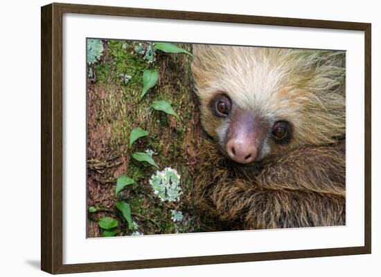 Two-Toed Sloth (Choloepus didactylus), Tortuguero, Costa Rica-null-Framed Photographic Print