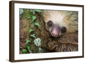 Two-Toed Sloth (Choloepus didactylus), Tortuguero, Costa Rica-null-Framed Photographic Print