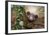 Two-Toed Sloth (Choloepus didactylus), Tortuguero, Costa Rica-null-Framed Photographic Print