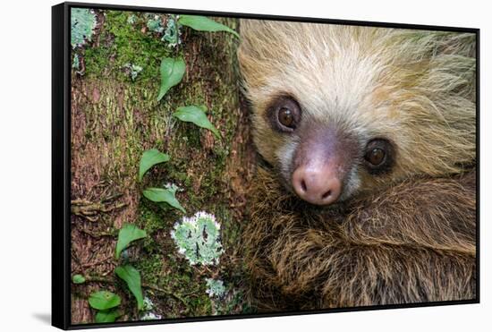 Two-Toed Sloth (Choloepus didactylus), Tortuguero, Costa Rica-null-Framed Stretched Canvas