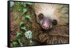 Two-Toed Sloth (Choloepus didactylus), Tortuguero, Costa Rica-null-Framed Stretched Canvas