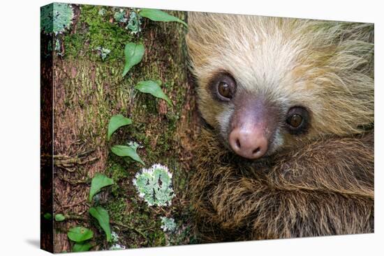 Two-Toed Sloth (Choloepus didactylus), Tortuguero, Costa Rica-null-Stretched Canvas