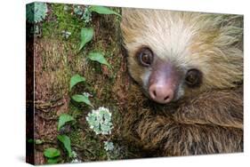 Two-Toed Sloth (Choloepus didactylus), Tortuguero, Costa Rica-null-Stretched Canvas