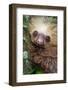 Two-Toed Sloth (Choloepus didactylus), Tortuguero, Costa Rica-null-Framed Photographic Print