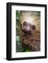 Two-Toed Sloth (Choloepus didactylus), Tortuguero, Costa Rica-null-Framed Photographic Print