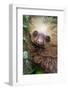 Two-Toed Sloth (Choloepus didactylus), Tortuguero, Costa Rica-null-Framed Photographic Print