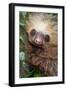 Two-Toed Sloth (Choloepus didactylus), Tortuguero, Costa Rica-null-Framed Photographic Print